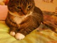 /album/mijn-huisdiertjes/img768691344-kopie-kopie-kopie-jpeg/